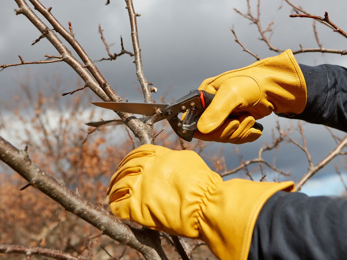 Mani che indossano guanti da giardinaggio in pelle spessa mentre eseguono un taglio netto e preciso su un ramo di un albero spoglio, con un cielo grigio autunnale sullo sfondo